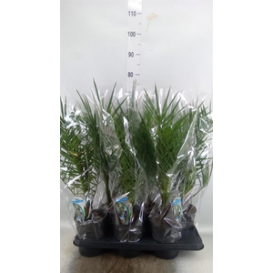 Phoenix canariensis