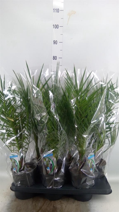 <h4>Phoenix canariensis</h4>