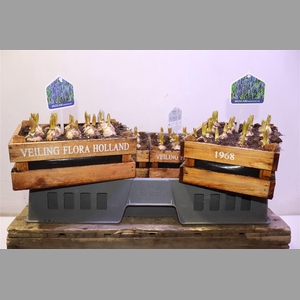 Arr Muscari In Houten Kistje