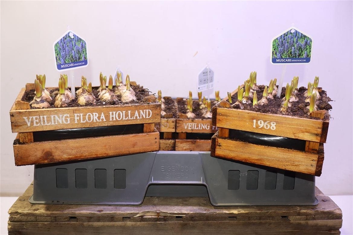 <h4>Arr Muscari In Houten Kistje</h4>