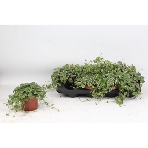 GLEC HE VARIEGATA