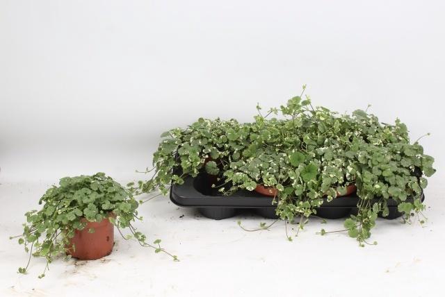 <h4>GLEC HE VARIEGATA</h4>