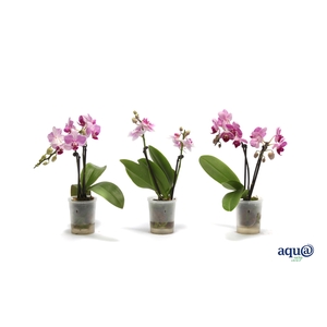 Phal Tiny Dolls Roze 2T10+ Aqu@