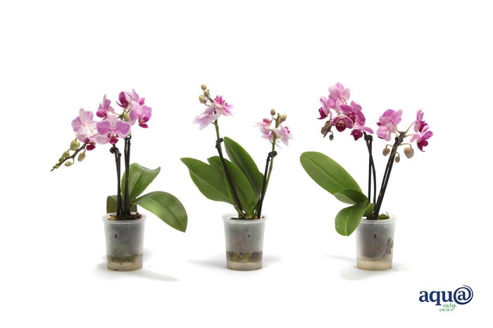 <h4>Phal Tiny Dolls Roze 2T10+ Aqu@</h4>
