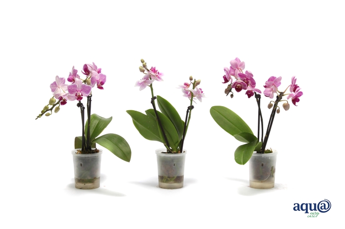 <h4>Phal Tiny Dolls Roze 2T10+ Aqu@</h4>