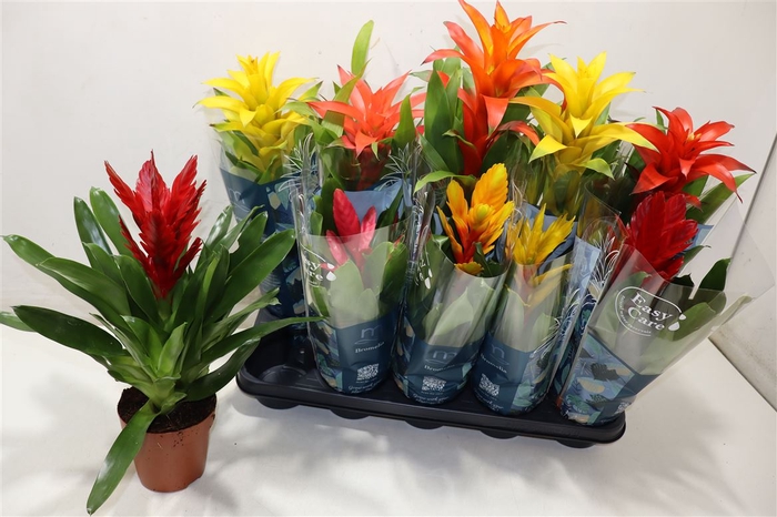 <h4>arr8 Bromelia Gem 6 Srt</h4>
