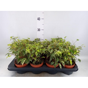 Ficus benja. 'Kinky'