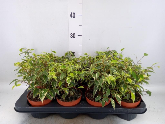 <h4>Ficus benja. 'Kinky'</h4>