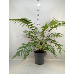 Dicksonia antarctica