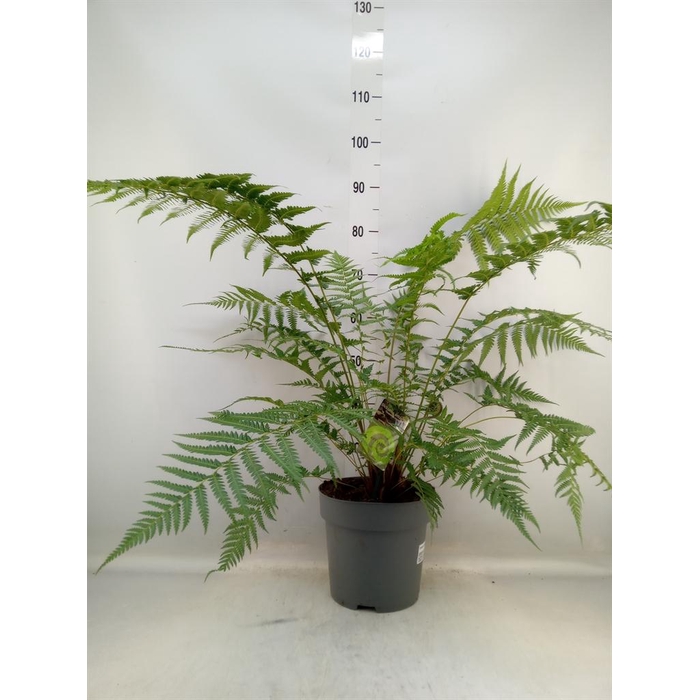 <h4>Dicksonia antarctica</h4>