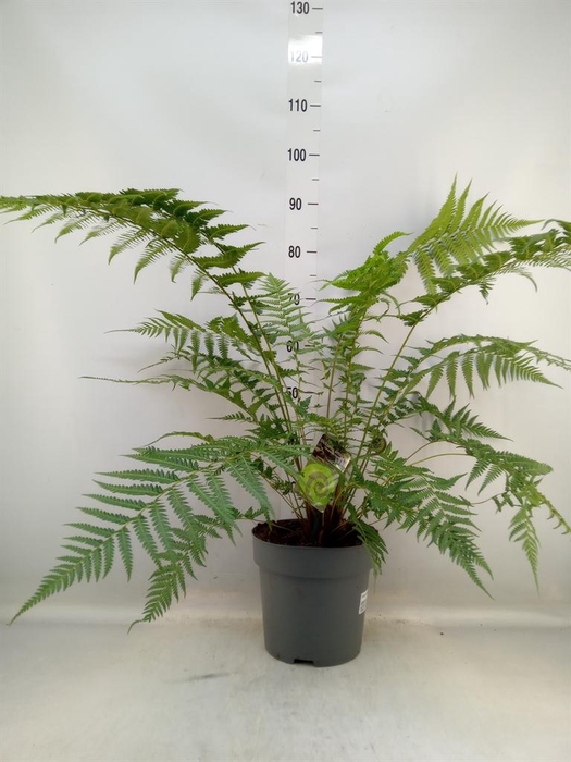 Dicksonia antarctica