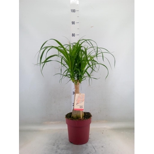 Beaucarnea recurvata