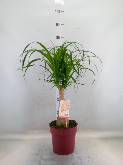 <h4>Beaucarnea recurvata</h4>