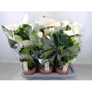 Anthurium andr. 'Alpine'