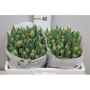 Tu Du Orange Princes