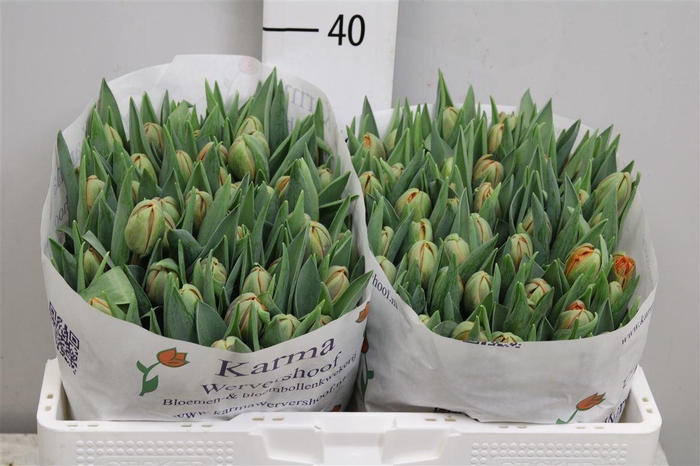 <h4>Tu Du Orange Princes</h4>