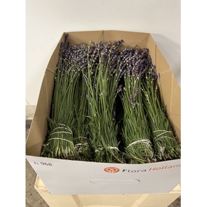 LAVANDULA ANGUST BOS