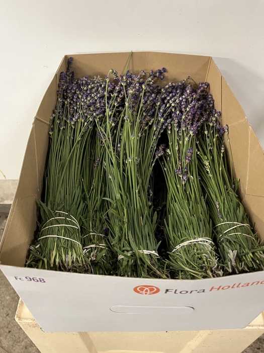<h4>LAVANDULA ANGUST BOS</h4>