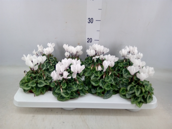 <h4>Cyclamen KL 'Donatello'</h4>