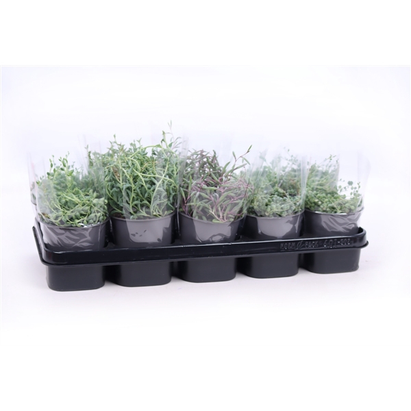 <h4>Senecio mix 12 cm</h4>