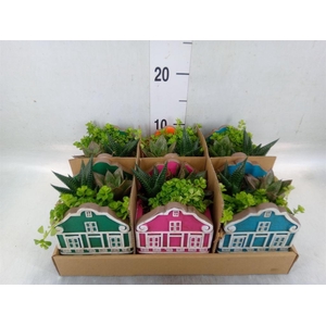 Arr.   Kamerplant Groen L%
