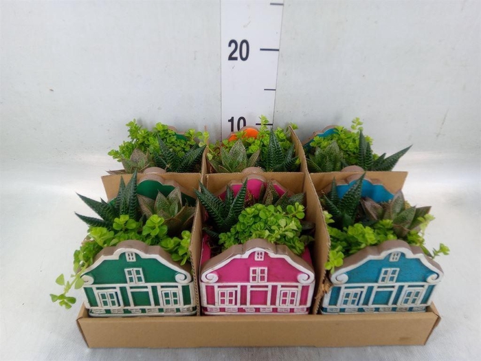 <h4>Arr.   Kamerplant Groen L%</h4>