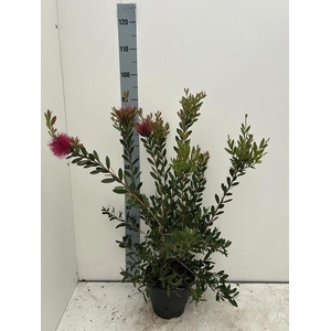 CALLISTEMON CITRINUS