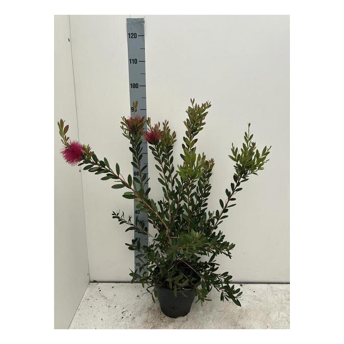 <h4>CALLISTEMON CITRINUS</h4>