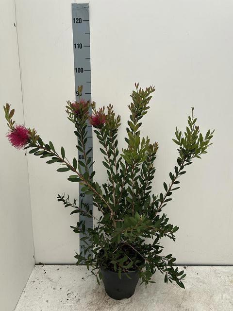 CALLISTEMON CITRINUS