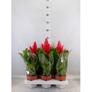 Vriesea poelmanii