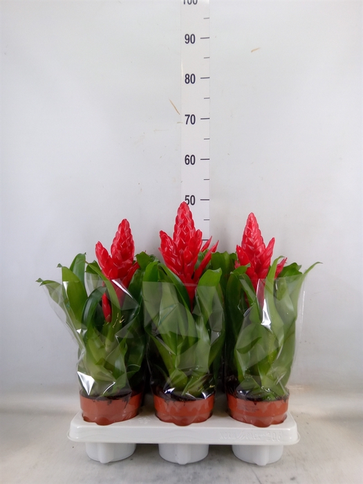 <h4>Vriesea poelmanii</h4>