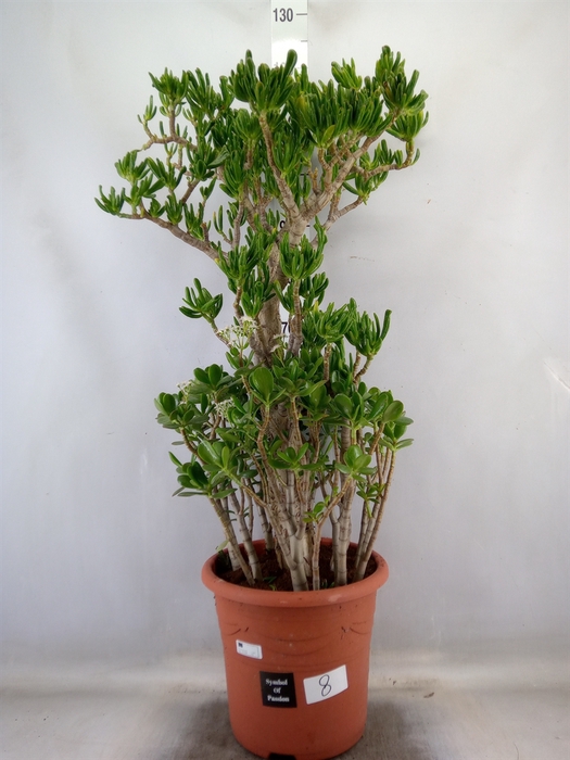 <h4>Crassula ovata 'Hobbit'</h4>