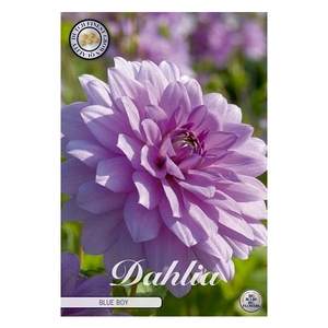 Dahlia Blue boy x1 l