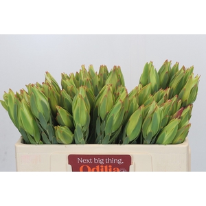 Leucadendron Procerum