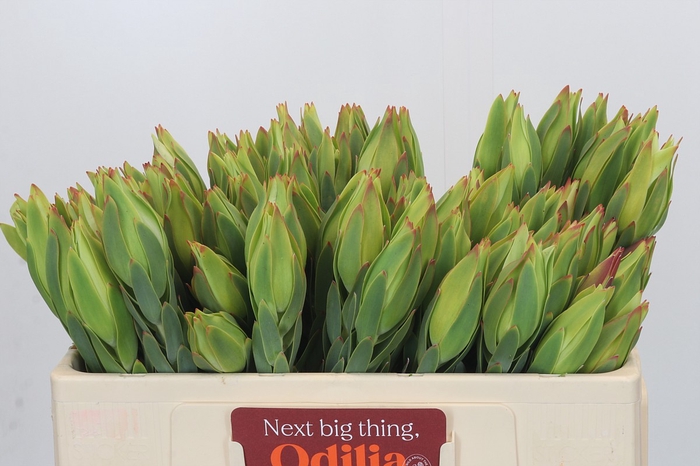 <h4>Leucadendron Procerum</h4>