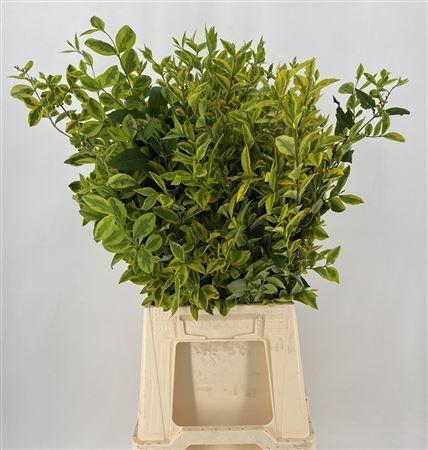 <h4>Ligu Ov Libelle</h4>