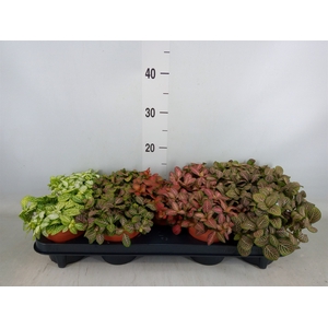 Fittonia   ...mix