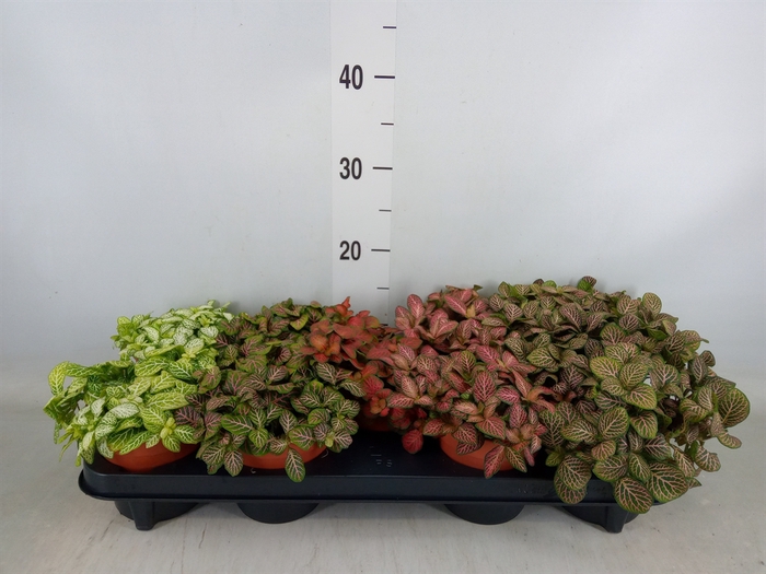 <h4>Fittonia   ...mix</h4>