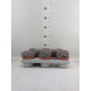 Echeveria  'Hercules'