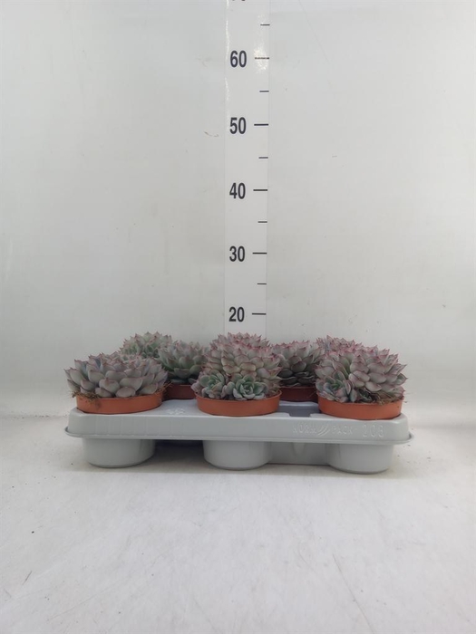 <h4>Echeveria  'Hercules'</h4>