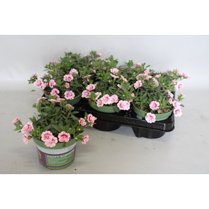 Calibrachoa Double Pastel Pink