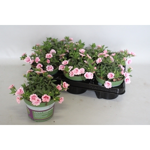 Calibrachoa Double Pink
