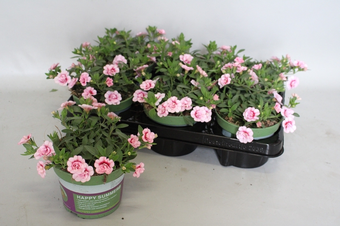 <h4>Calibrachoa Double Pastel Pink</h4>