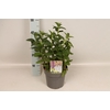 vaste planten 19 cm  Veronica Purplegum Candles