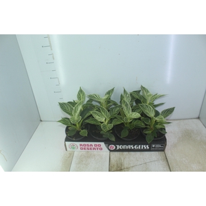 PHILODENDRON BIRKIN P15