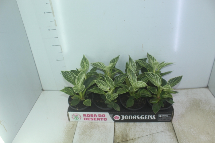 <h4>PHILODENDRON BIRKIN P15</h4>