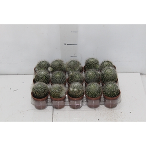 CACTUS MAMMILLARIA BOCASANA P06