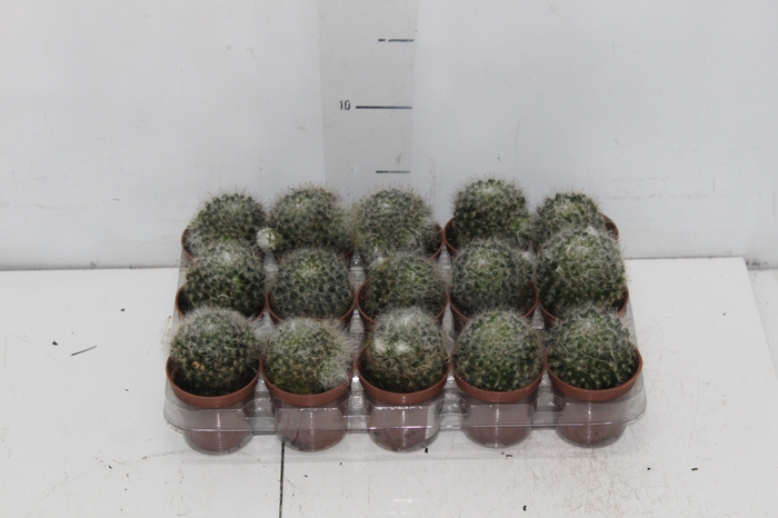 <h4>CACTUS MAMMILLARIA BOCASANA P06</h4>