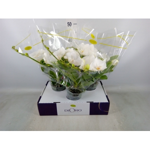 Phalaenopsis   ...white