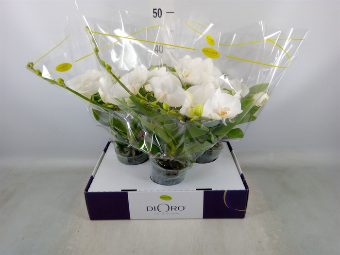 <h4>Phalaenopsis   ...white</h4>